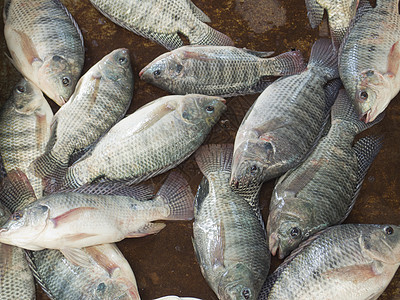 蒂拉帕比亚尼罗河鱼类背景图片