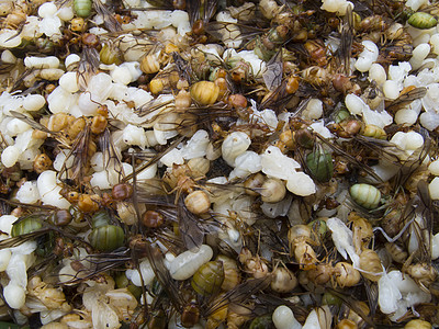 新孵化的红蚁Myrmicinae伪君子动物蚂蚁昆虫幼虫食物天线殖民地害虫野生动物图片