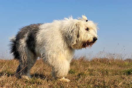 英国老牧羊犬场地短尾天空蓝色牧羊犬宠物犬类草地白色双色图片