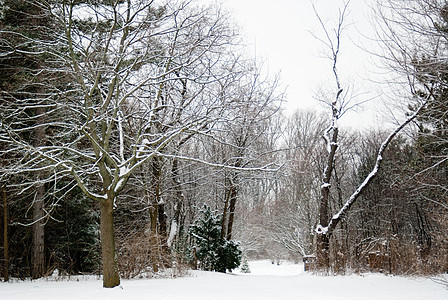 公园中的雪季节性暴风雪冻结白色雪景降雪图片