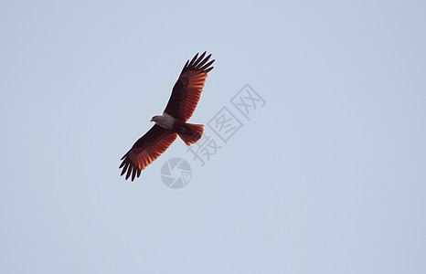 红鹰自由羽毛风筝保护力量国家野生动物猎人蓝色猎物图片