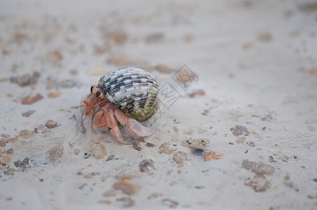 寄居蟹贝类热带生活海岸线海滩野生动物海洋荒野螺旋宏观图片