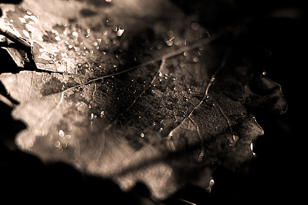 雨水雨后滴水覆盖的叶子背景图片