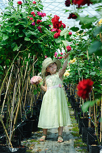 小美丽园丁农业玫瑰园艺植物女孩季节性绿色孩子叶子图片