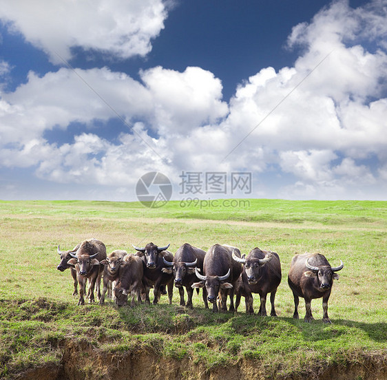 一群牛群在绿草地上 有云雾图片
