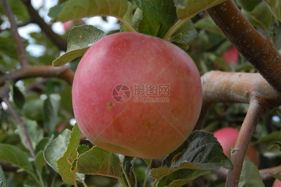 苹果 有染农业大国文化苹果树收成腐烂回馈坚果农作物栽培图片