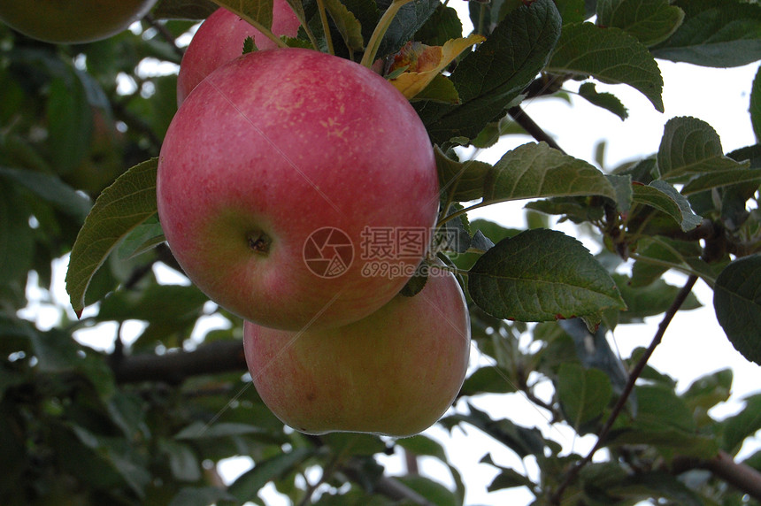 苹果农业农作物晚宴树木坚果种植分支机构视觉回馈障碍物图片