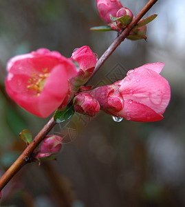 粉花花植物群宏观植物花粉李子季节花瓣植物学母亲图片