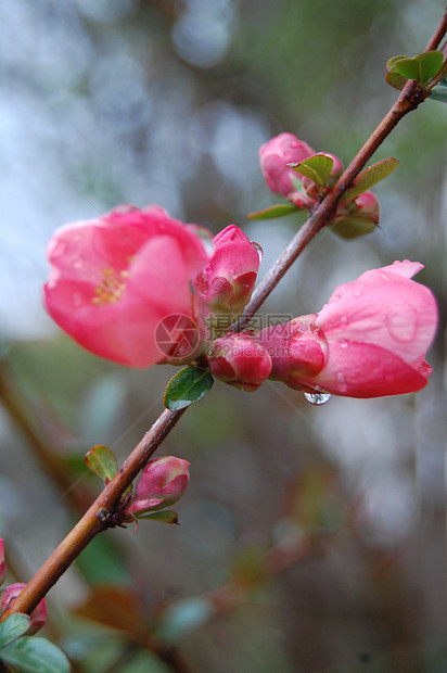粉花花花粉宏观季节母亲花瓣植物群植物学李子植物图片