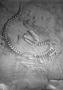 恐龙化石化石石头科学爬虫侏罗纪古生物学动物生物骨骼灭绝图片