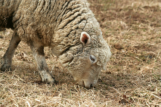 牧羊田野羊肉场地牧场哺乳动物羊毛母羊家畜农业农场图片