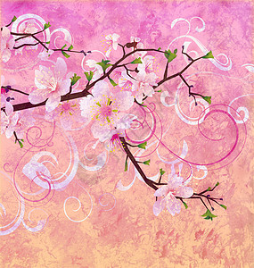 蜜桃粉红色 樱桃树开花图片