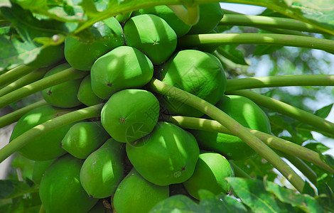 木瓜情调食物维生素异国树叶热带果子植物棕榈水果图片