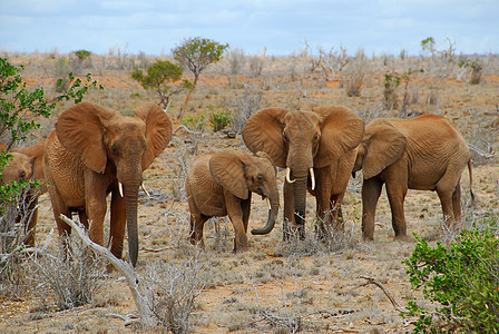 大象哺乳动物动物大草原沙漠图片