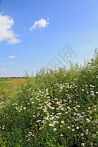 夏季田地上的白驴轮牧草空地花瓣草本植物卫生生长农村洋甘菊天气植物图片