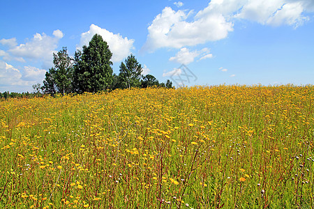 黄草秋天田地上的黄黄色花朵背景