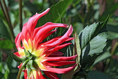 城市花园的夏花百合水仙花大厦雏菊场地草地花园奢华玫瑰生长图片