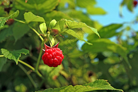 树莓草莓叶子种子城市美食生长覆盆子浆果阳光衬套季节图片