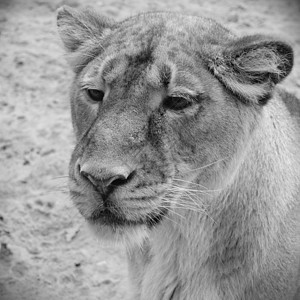 狮子狮旅行女性猫科猎人食肉公园哺乳动物捕食者琥珀色野生动物图片