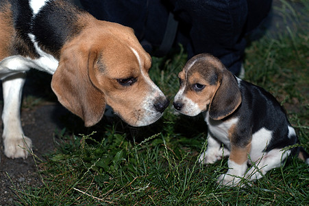 Beagle 小比格尔小狗动物哺乳动物猎犬宠物犬类图片