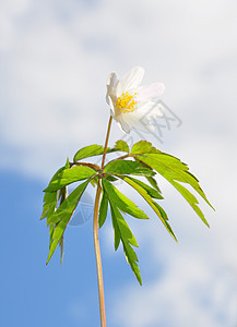 木天空白头翁植物银针白色叶子图片