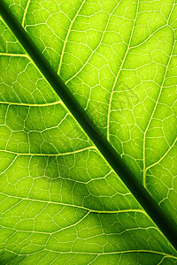 绿叶静脉光合作用情调桦木绿色生活植物植物群森林植物学宏观图片