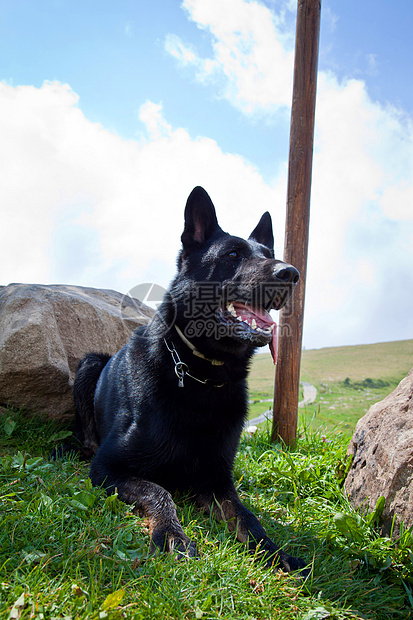 德国黑人牧羊人哺乳动物耳朵小狗白色舌头血统犬类生物动物宠物图片