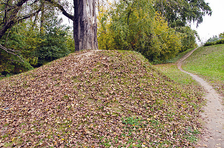 在秋天的公园里 老树在山坡落叶上生长图片