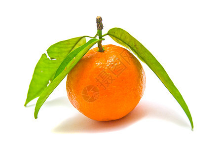 分支上的单橘子图片