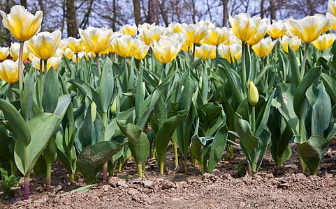 Tulips  雅普根品种季节场地花瓣花园阳光植物植物群花店叶子公园图片