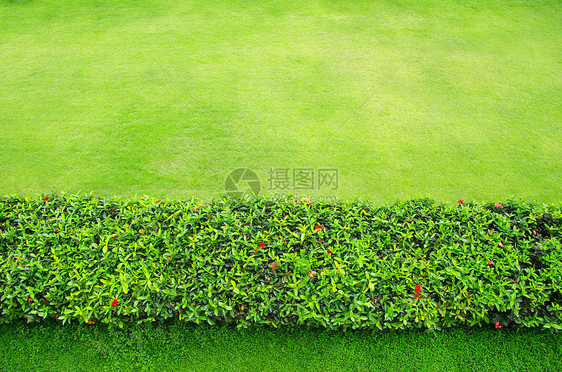 草植物群投标院子草原纹理绿化场地植物草地草皮图片