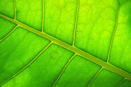 叶子静脉植物环境进步生长生物学绿色植物群生活宏观图片