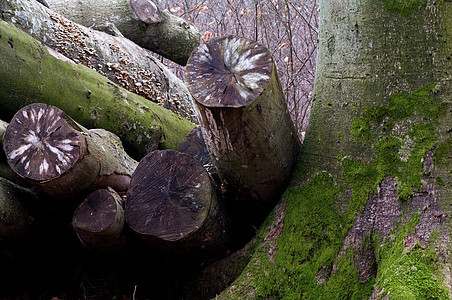 一大堆树干森林木头团体日志绿色圆圈风景生态树木木材图片