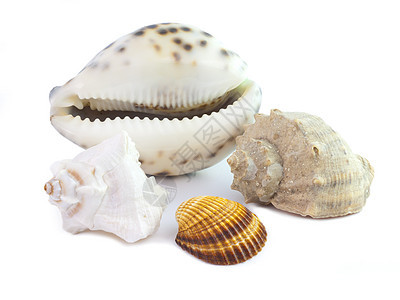 孤立的贝壳野生动物珍珠海螺情调抛光扇贝海洋生活珊瑚异国图片