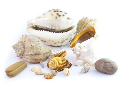 孤立的贝壳珊瑚螺旋热带珍珠纪念品情调抛光收藏生活扇贝图片