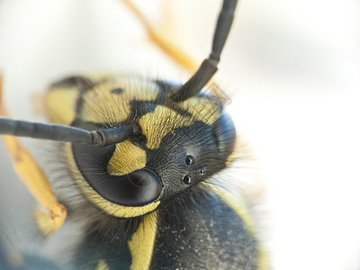 黄蜂的宏照片图片