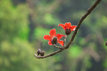 春天的棉花花花枝条天空环境花瓣热带木棉雌蕊植物树叶场地图片