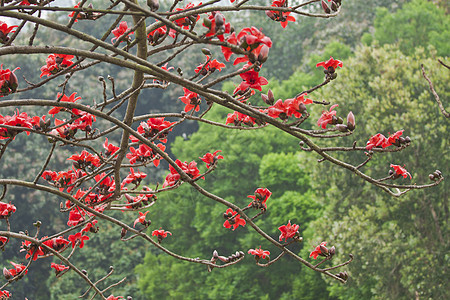 春天的棉花花花热带雌蕊花瓣木棉天空场地农场环境树叶枝条图片