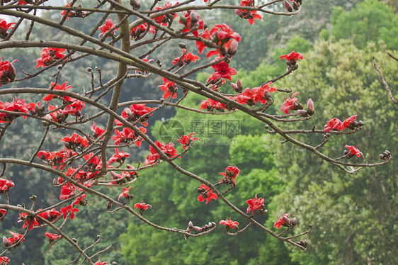 春天的棉花花花热带雌蕊花瓣木棉天空场地农场环境树叶枝条图片