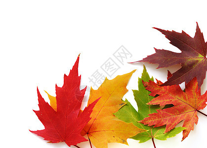 彩色树叶的周期框架背景图片