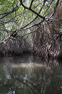 红形缠结森林盐水纠纷海岸海岸线反射丛林气候旅行沼泽图片