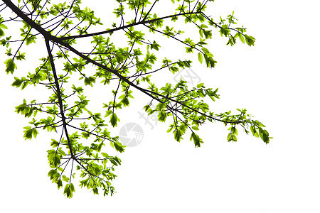 白色背景上隔绝的清春叶图片