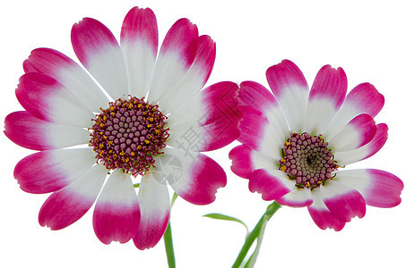 美丽的粉红色花朵紫色花束温泉植物群礼物雏菊花瓣明信片植物花园图片