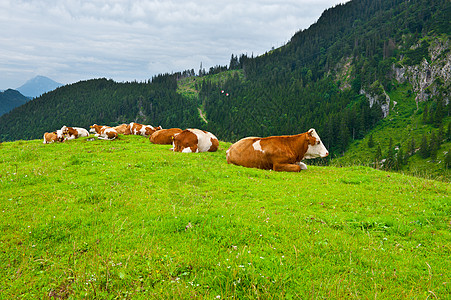 牧牛高山天空干草场地动物奶牛生态农田峡谷农村图片