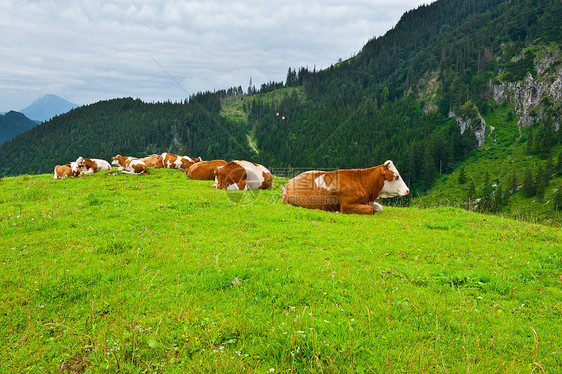 牧牛高山天空干草场地动物奶牛生态农田峡谷农村图片