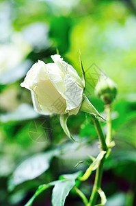 白新玫瑰图片