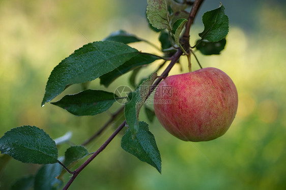 分支上的苹果收获水果农村农业绿色收成植物食物红色图片