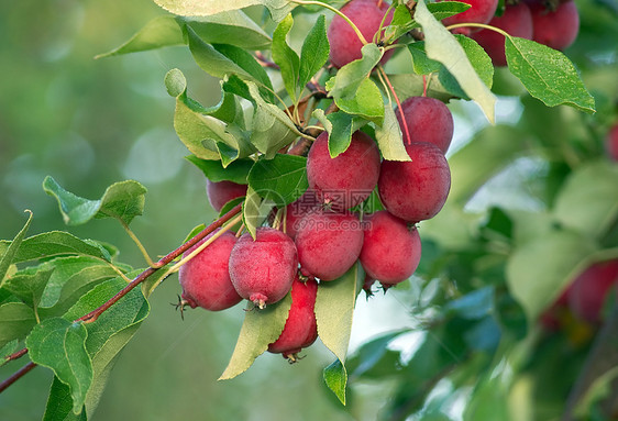分支上的苹果绿色收获红色农村农业植物收成水果食物图片