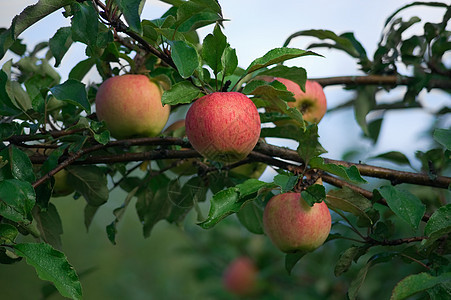 分支上的苹果收成食物水果收获农业植物绿色农村红色图片