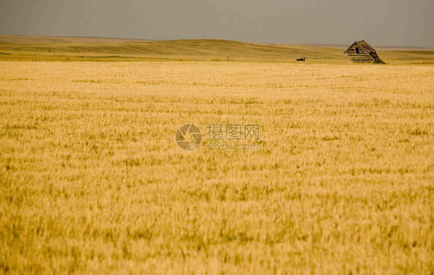 萨斯喀彻温农村旅行农业国家天气场地植被天空大草原水平农作物图片
